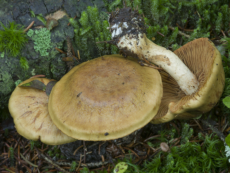 Cortinarius subtortus